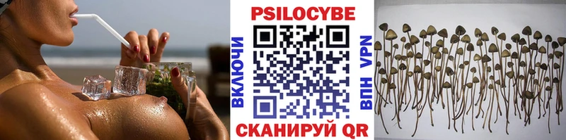 цена   Клинцы  Галлюциногенные грибы Psilocybe 